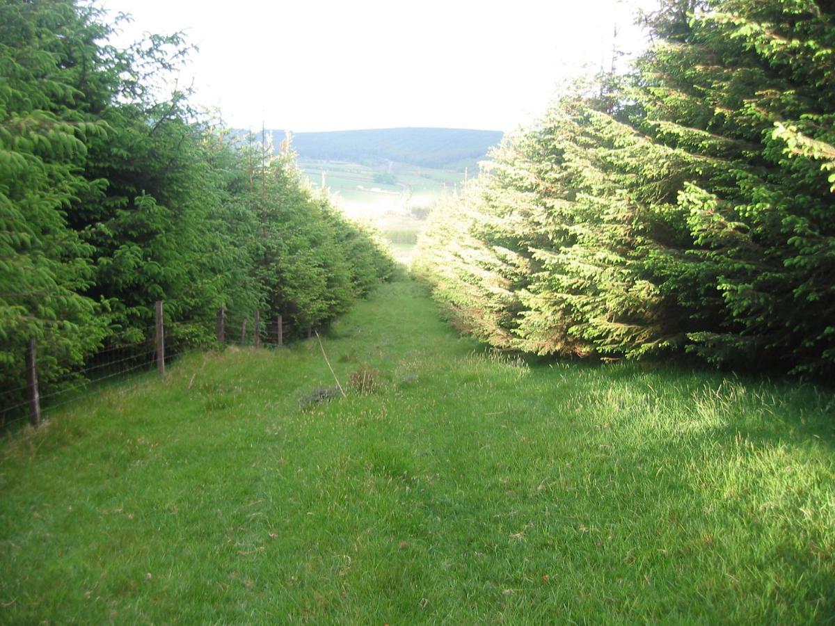 Bed and Breakfast The Dales Gorey Esterno foto